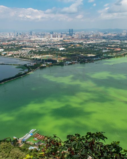 pollution of water: eutrophication
