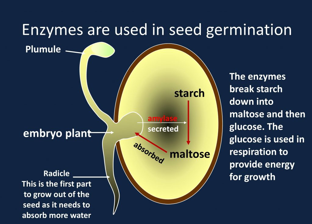 Uses of Enzymes in Seed Germination