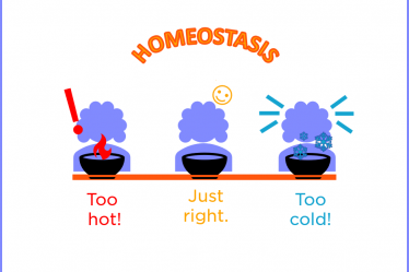 Let’s Demystify the Biological Concept of Homeostasis